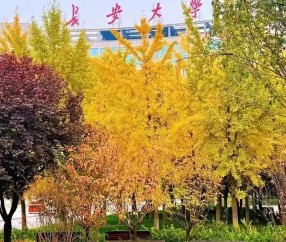 长安大学研究生招生网