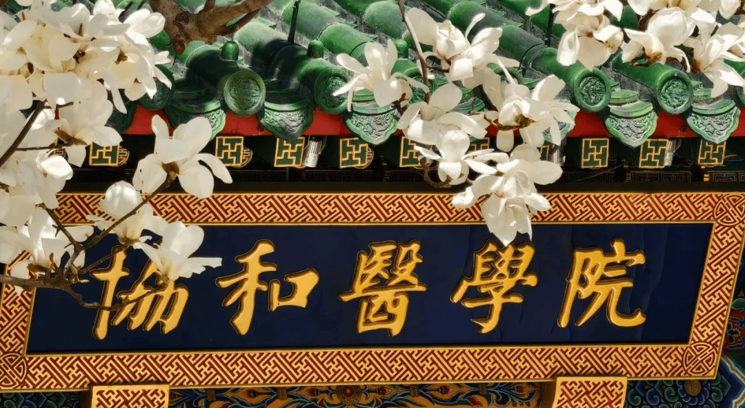 北京协和医学院文凭(北京协和医学院出来的学生)