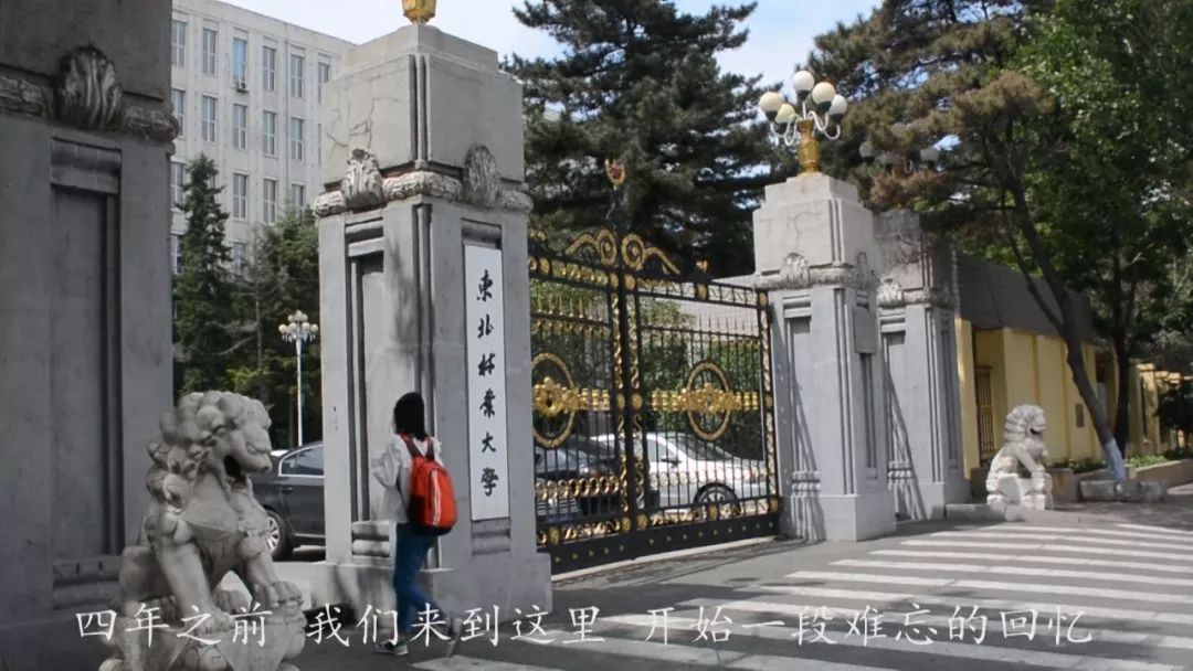 东北林业大学文凭(东北林业大学二学历)